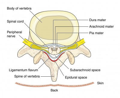 nerve-root
